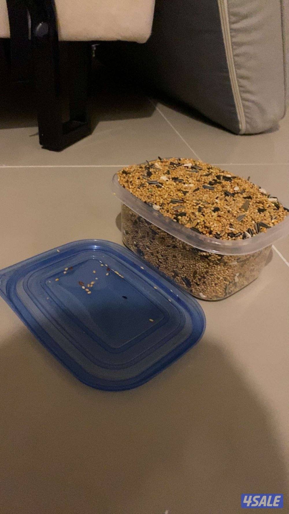 ببغاء كروان كوتيل نوع بيكاتشو عمره 5 شهور أليف ربوه5