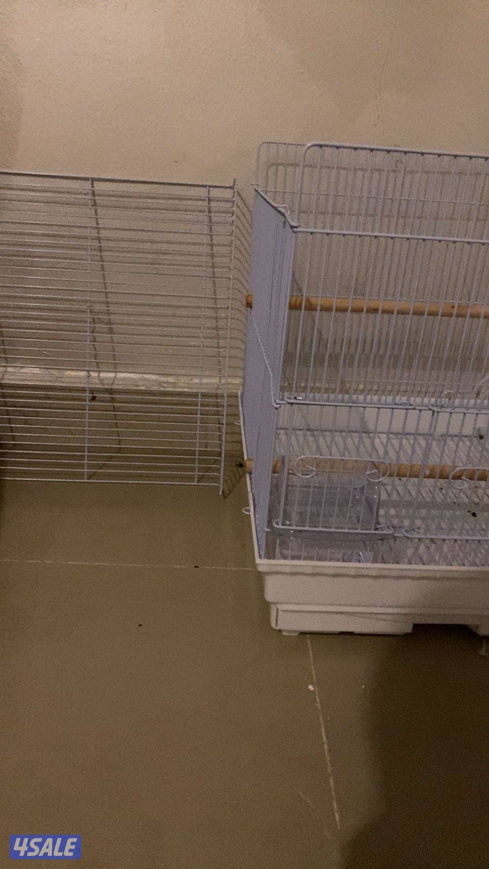 ببغاء كروان كوتيل نوع بيكاتشو عمره 5 شهور أليف ربوه6