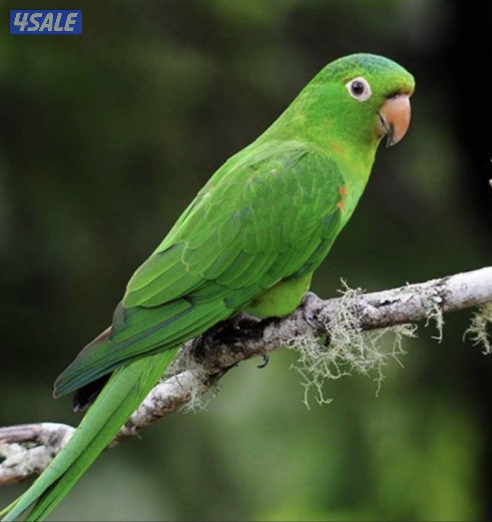 للبيع كنيور فرخ نادر وايت كنيور5