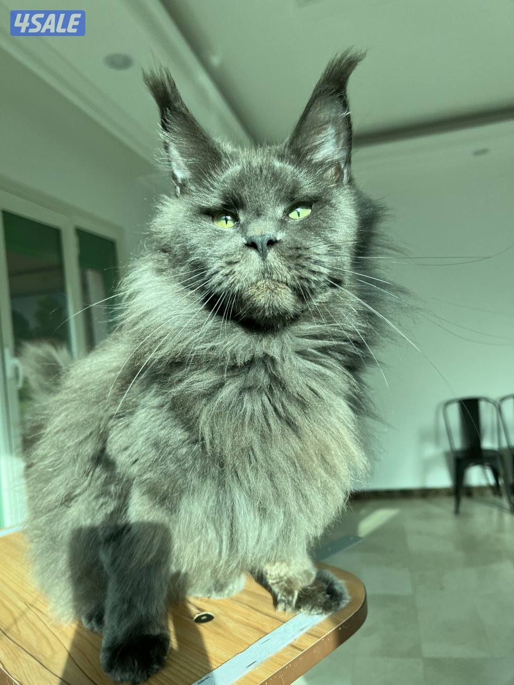 متوفر قطط ماين كوون أوروبية عالية الجودة Main coon 🐾1