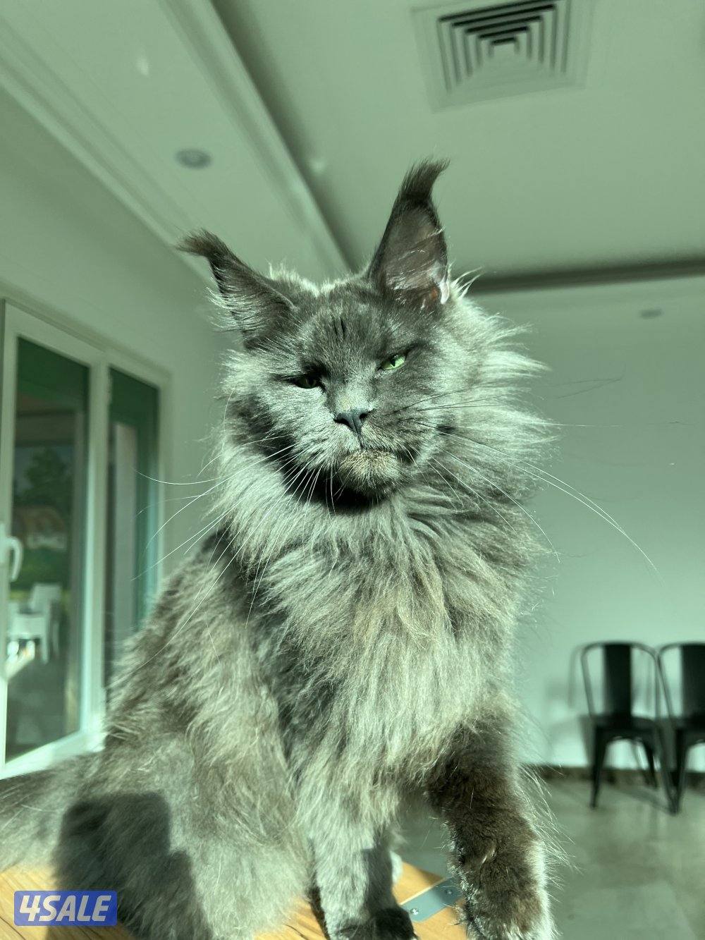 متوفر قطط ماين كوون أوروبية عالية الجودة Main coon 🐾2