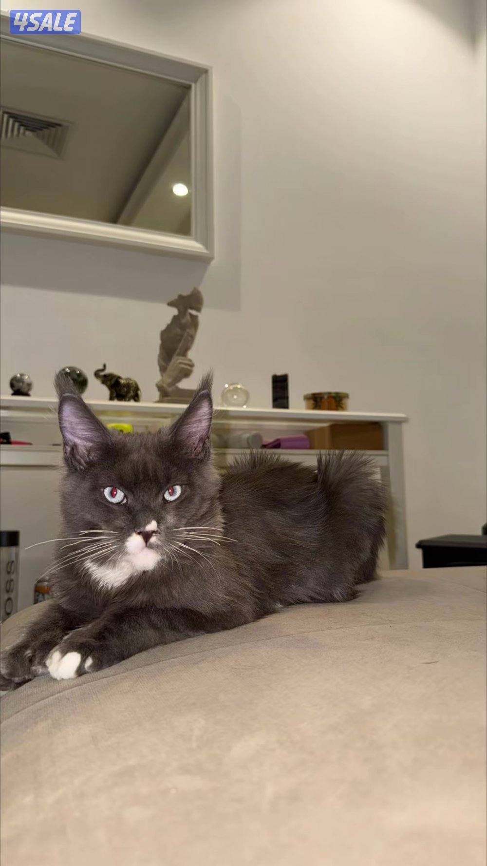 متوفر قطط ماين كوون أوروبية عالية الجودة Main coon 🐾3