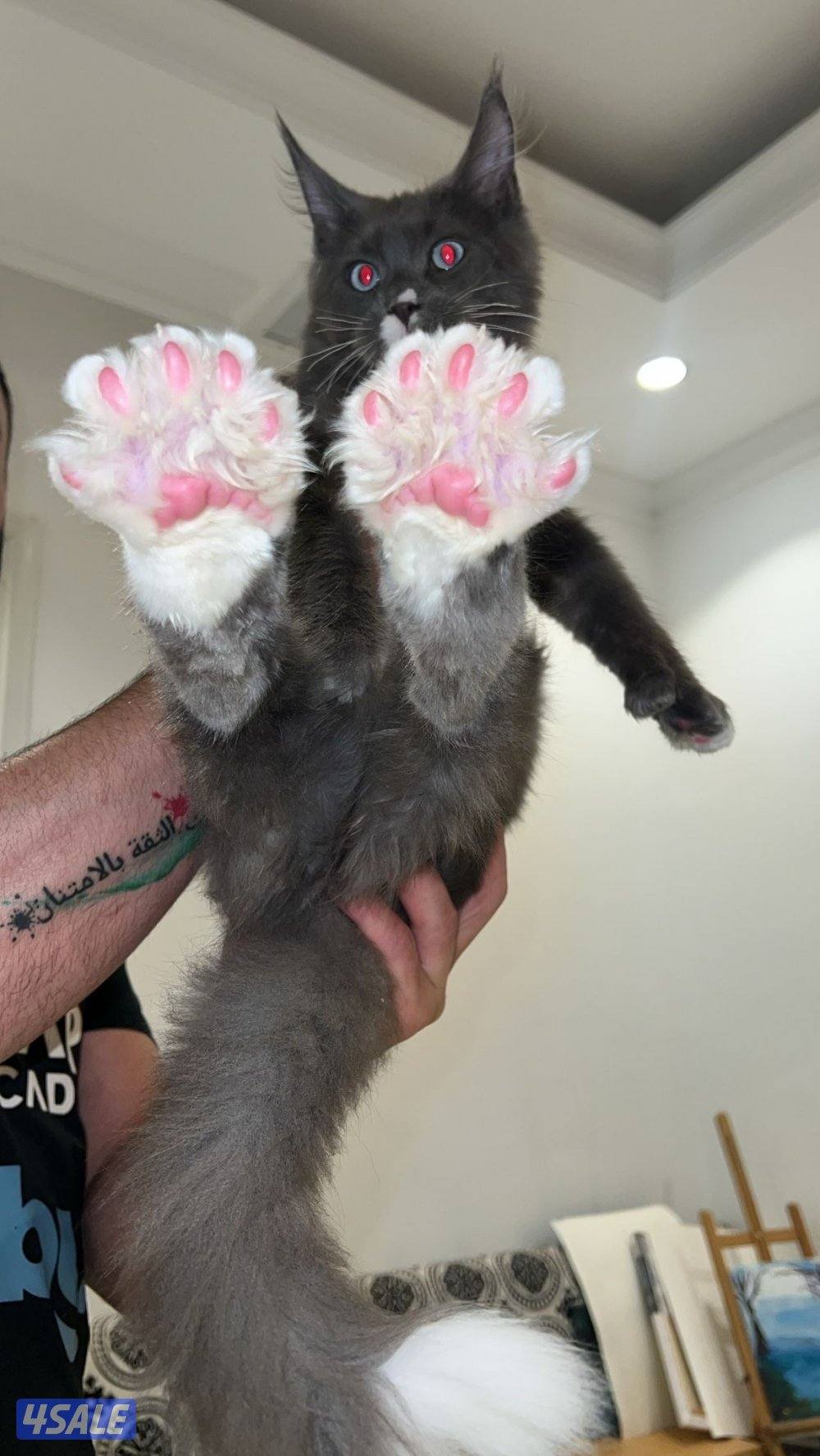 متوفر قطط ماين كوون أوروبية عالية الجودة Main coon 🐾4