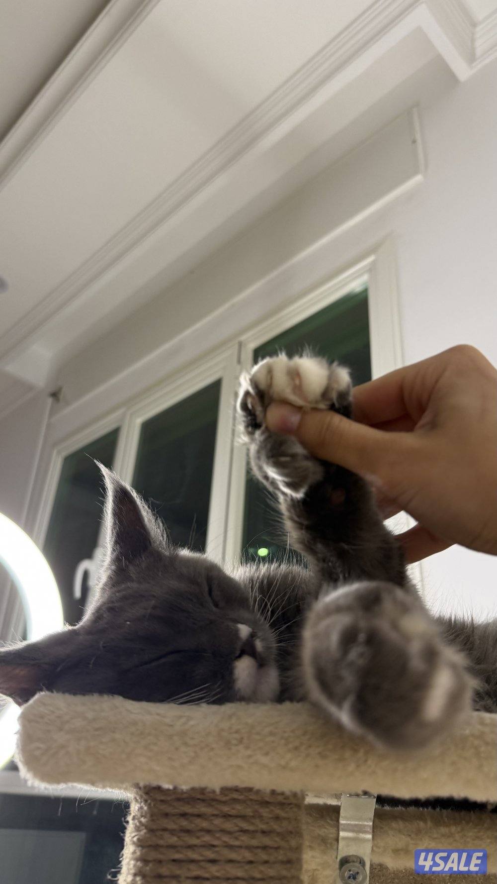 متوفر قطط ماين كوون أوروبية عالية الجودة Main coon 🐾5