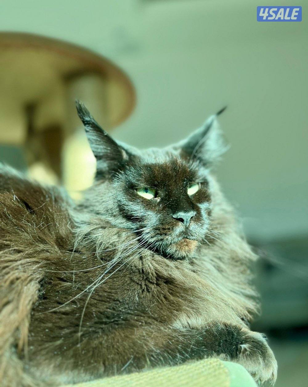 متوفر قطط ماين كوون أوروبية عالية الجودة Main coon 🐾6