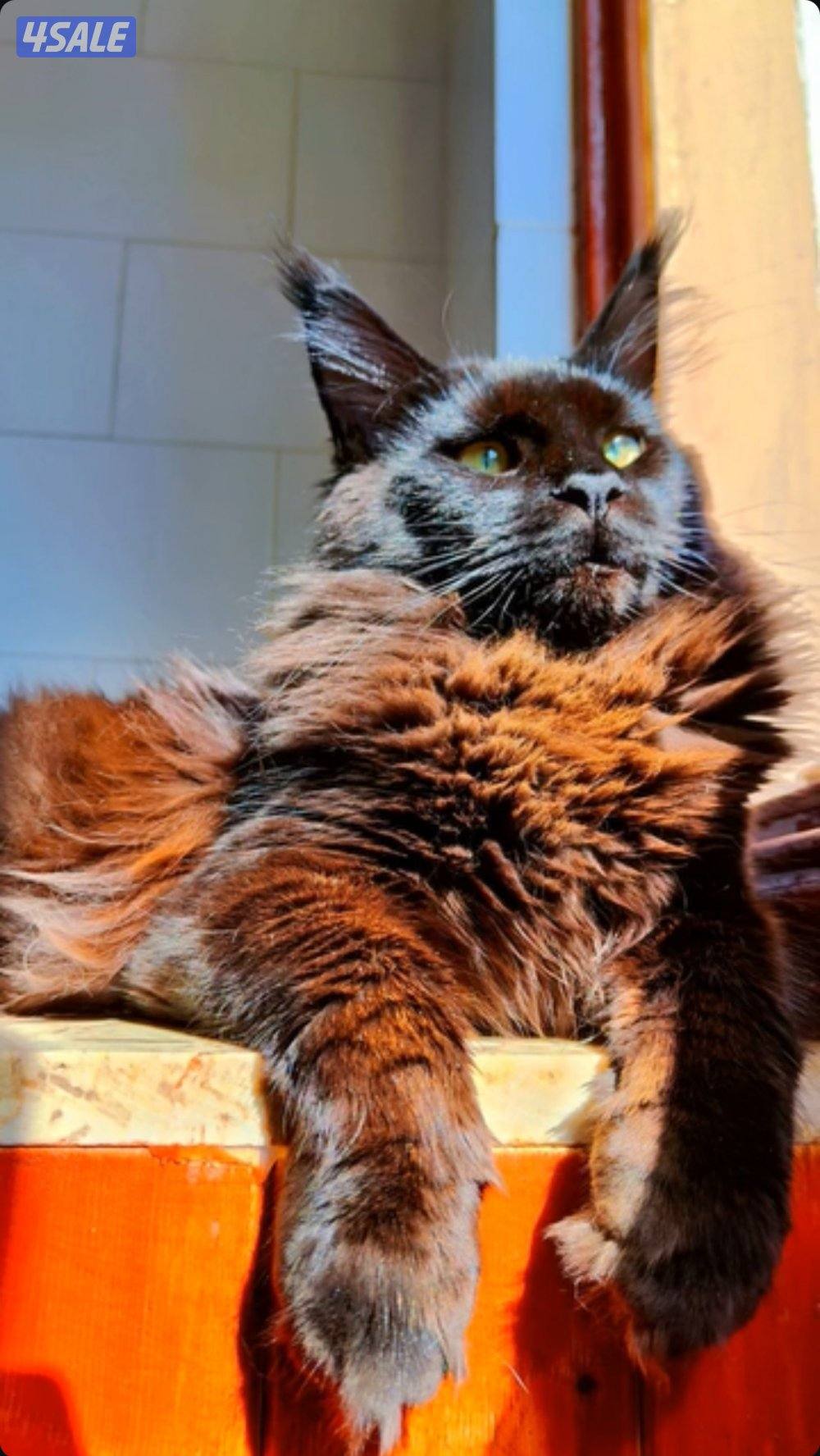 متوفر قطط ماين كوون أوروبية عالية الجودة Main coon 🐾7