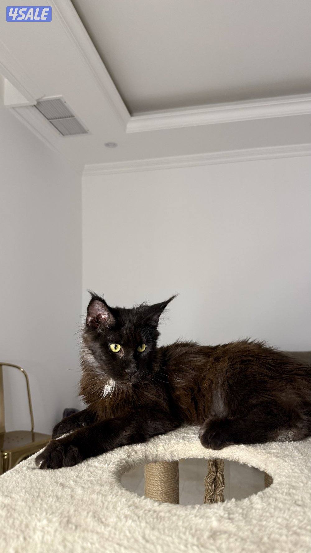 متوفر قطط ماين كوون أوروبية عالية الجودة Main coon 🐾8