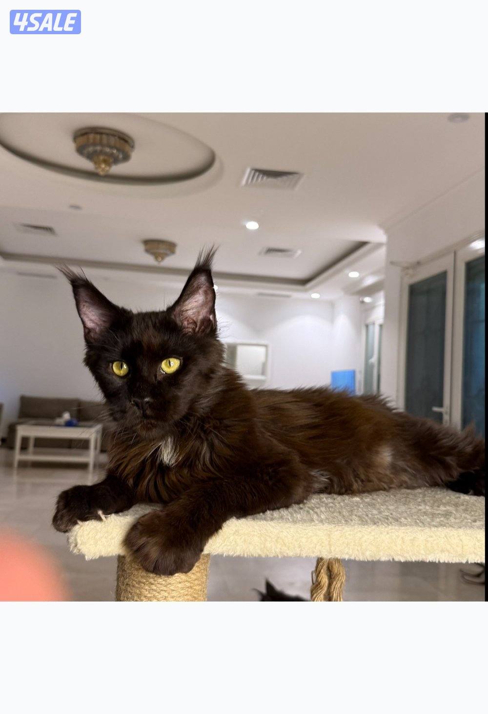 متوفر قطط ماين كوون أوروبية عالية الجودة Main coon 🐾9