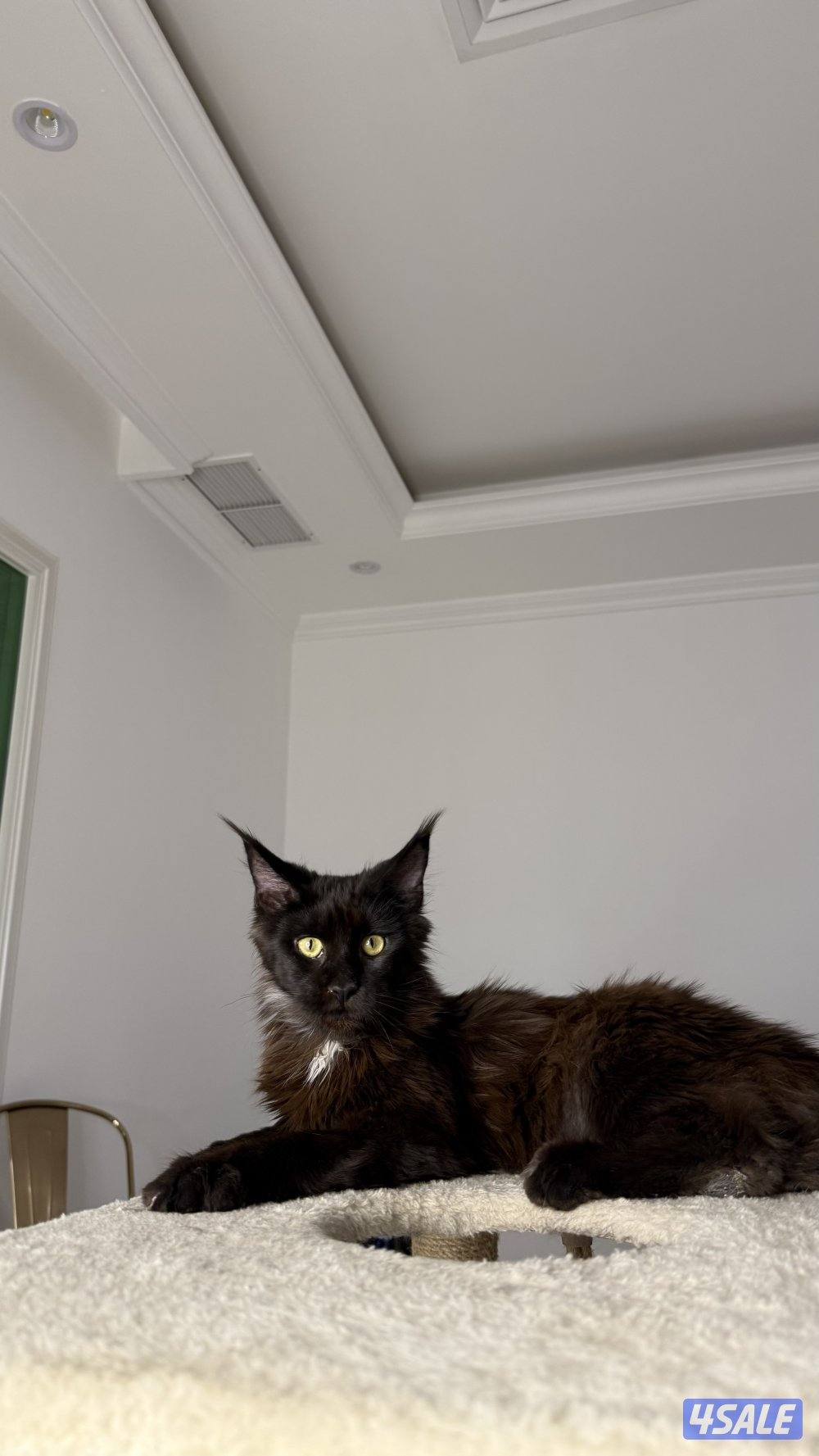 متوفر قطط ماين كوون أوروبية عالية الجودة Main coon 🐾10