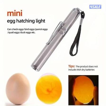 ليت فحص البيض0