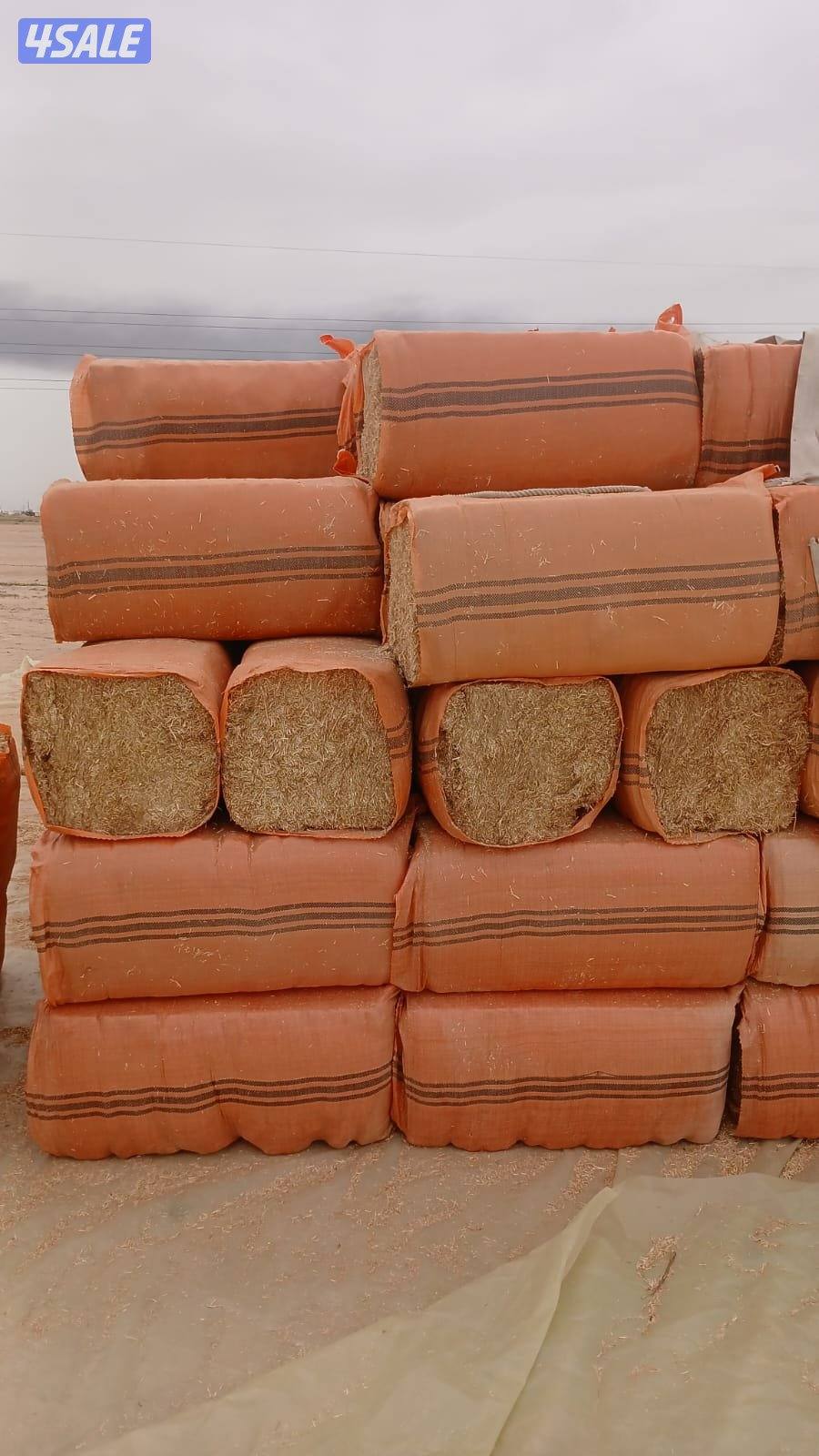 برسيم و تبن حنطة0