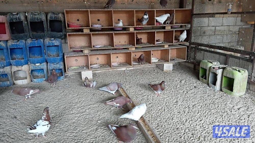 للبيع حمام لاحم الفرنسي تراكيب أزواج هدد وليست خانات0