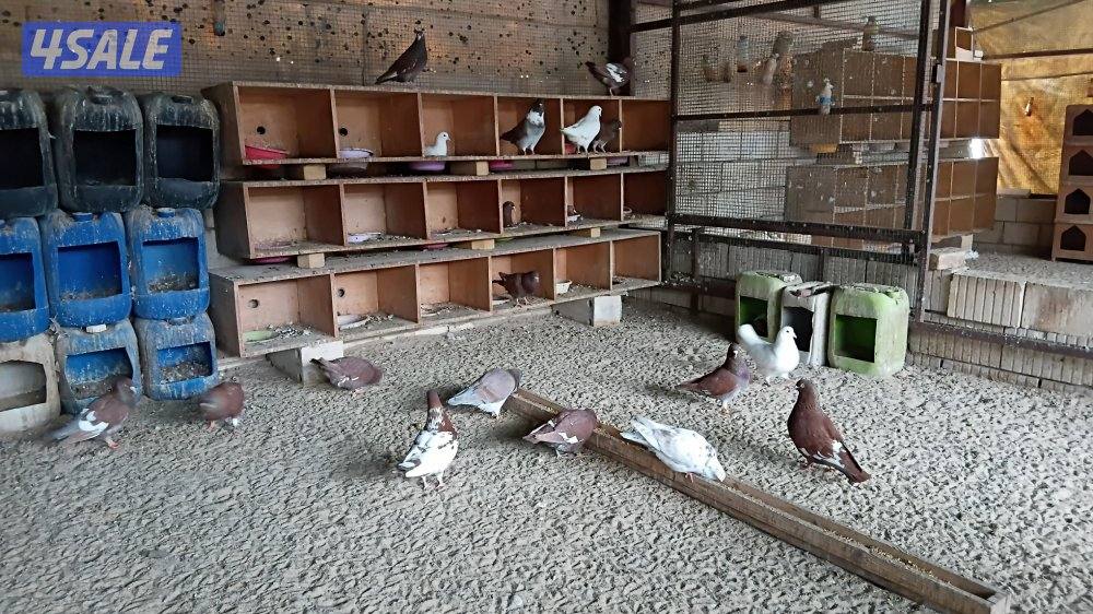 للبيع حمام لاحم الفرنسي تراكيب أزواج هدد وليست خانات2