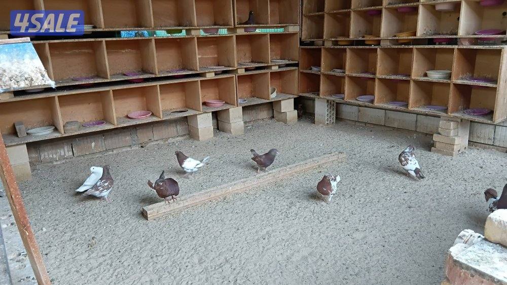 للبيع حمام لاحم الفرنسي تراكيب أزواج هدد وليست خانات1