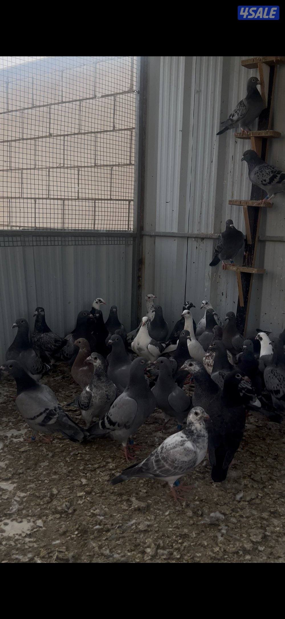 طبات زاجل سباق0