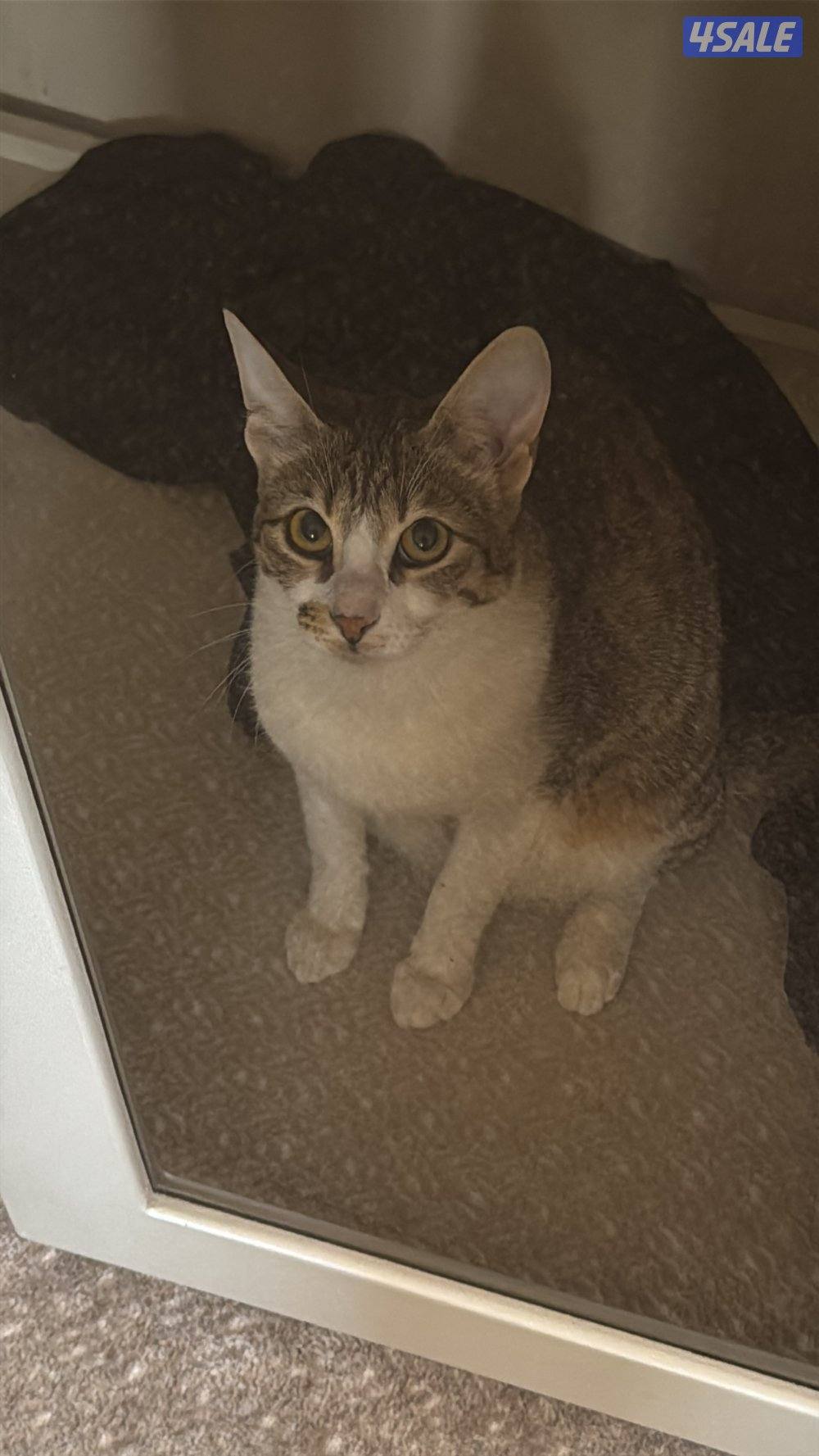 للتبني قطوتين معقمين و مطعمين العمر سنه للتواصل بالبرنامج0