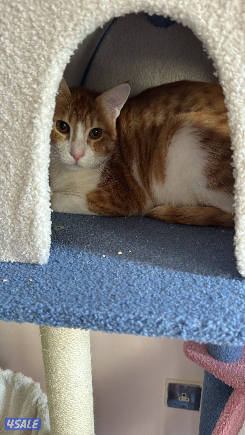 للتبني قطوتين معقمين و مطعمين العمر سنه للتواصل بالبرنامج1