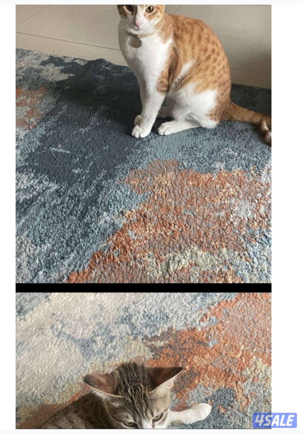 للتبني قطوتين معقمين و مطعمين العمر سنه للتواصل بالبرنامج2