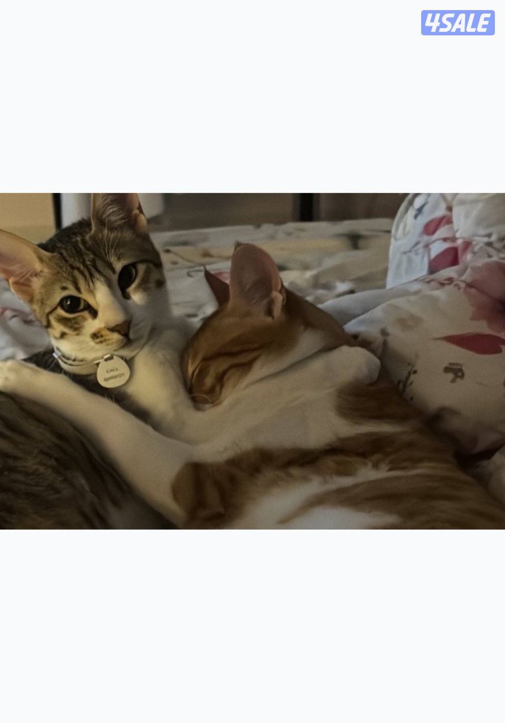 للتبني قطوتين معقمين و مطعمين العمر سنه للتواصل بالبرنامج3