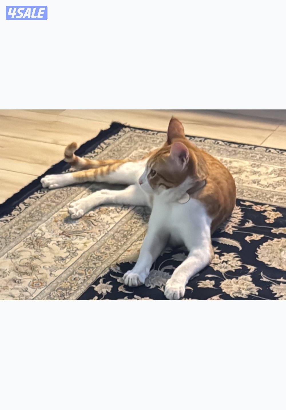 للتبني قطوتين معقمين و مطعمين العمر سنه للتواصل بالبرنامج4