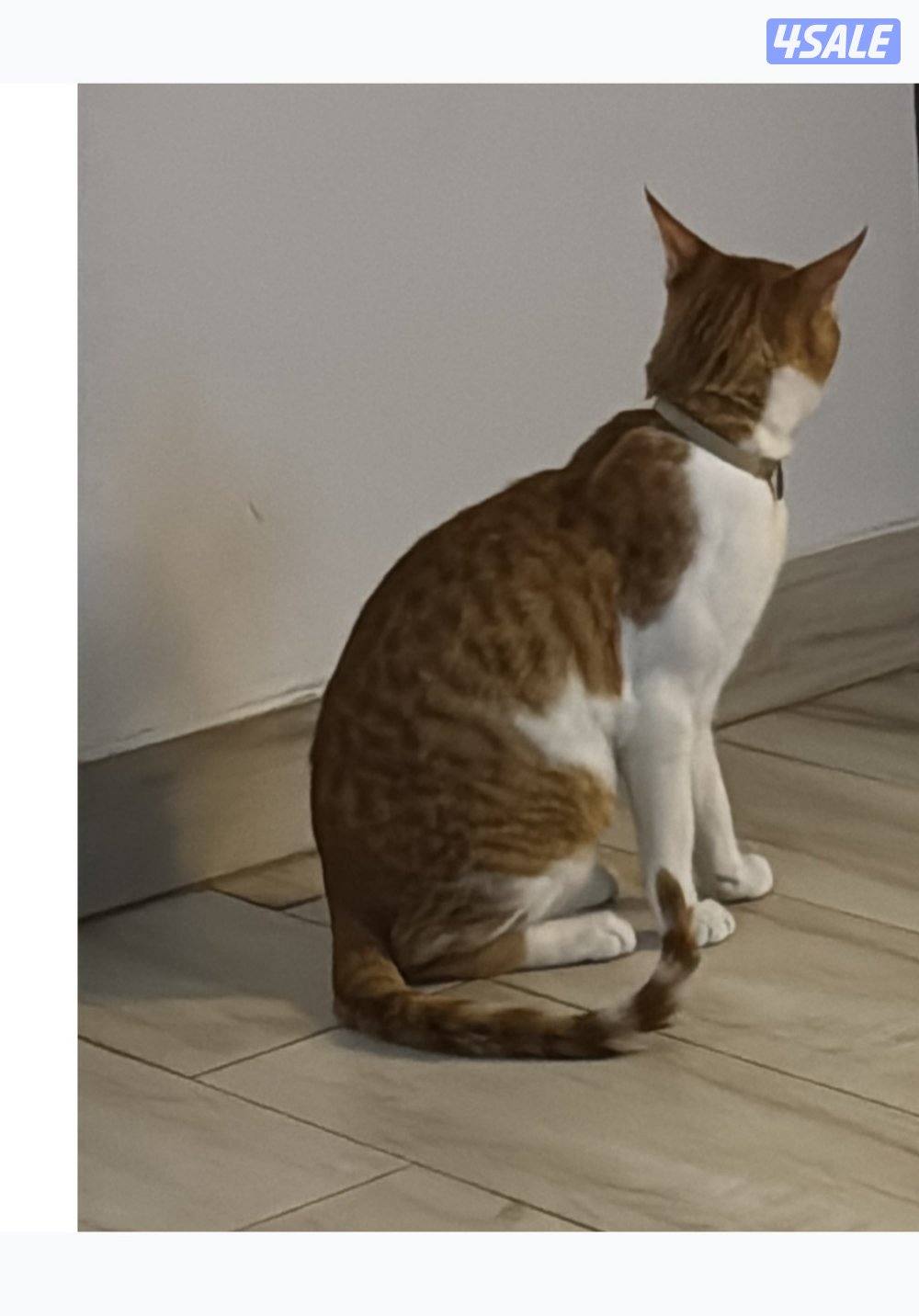 للتبني قطوتين معقمين و مطعمين العمر سنه للتواصل بالبرنامج5