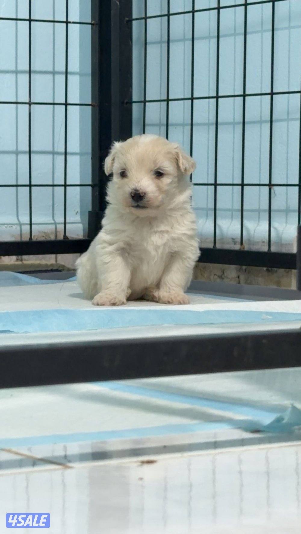 للحجز توي بودل((هاي كوالتي))0