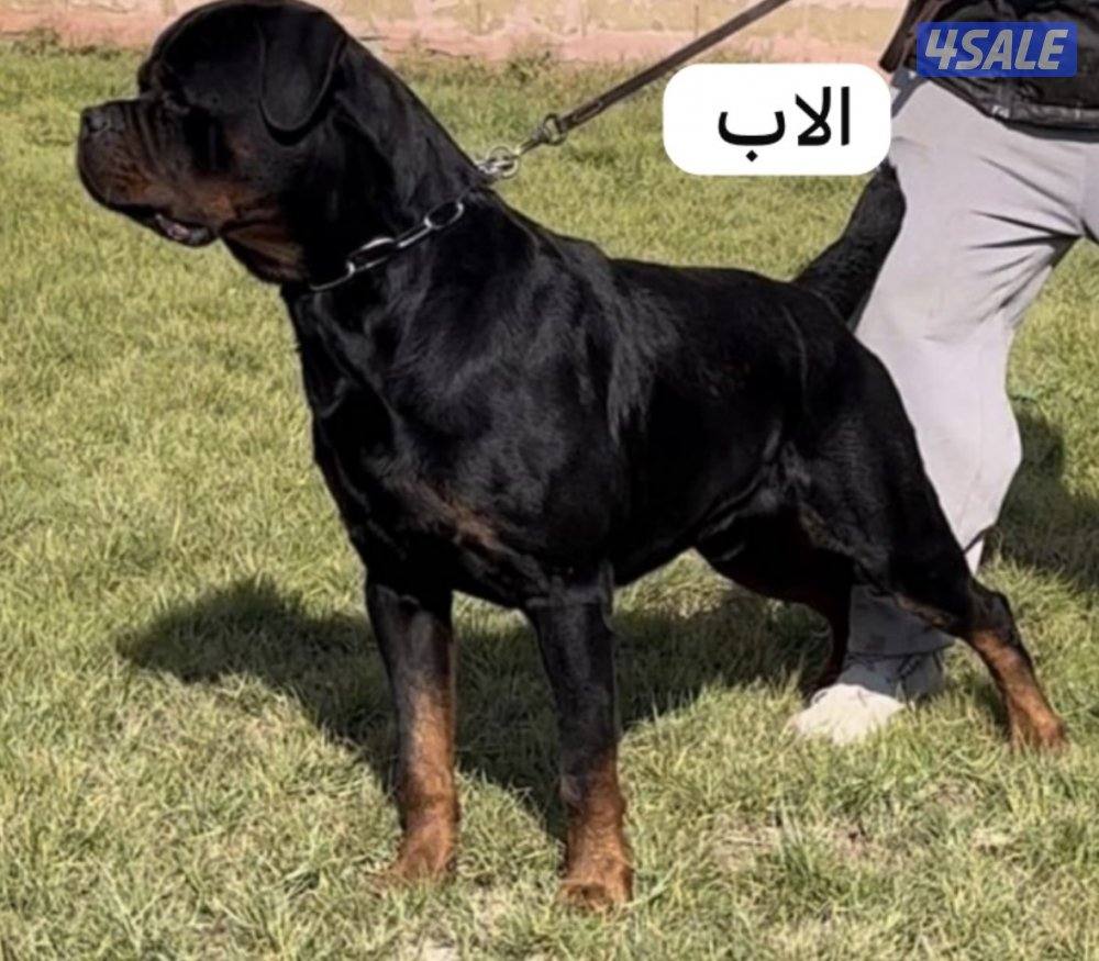 للبيع روت وايلر0