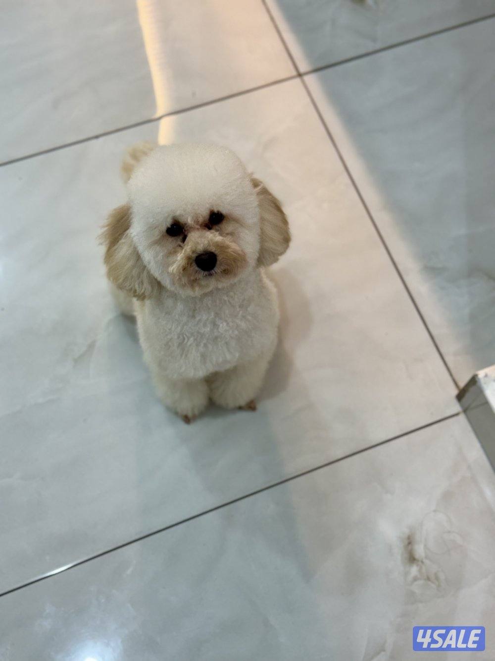 للبيع توي بودل بيور1