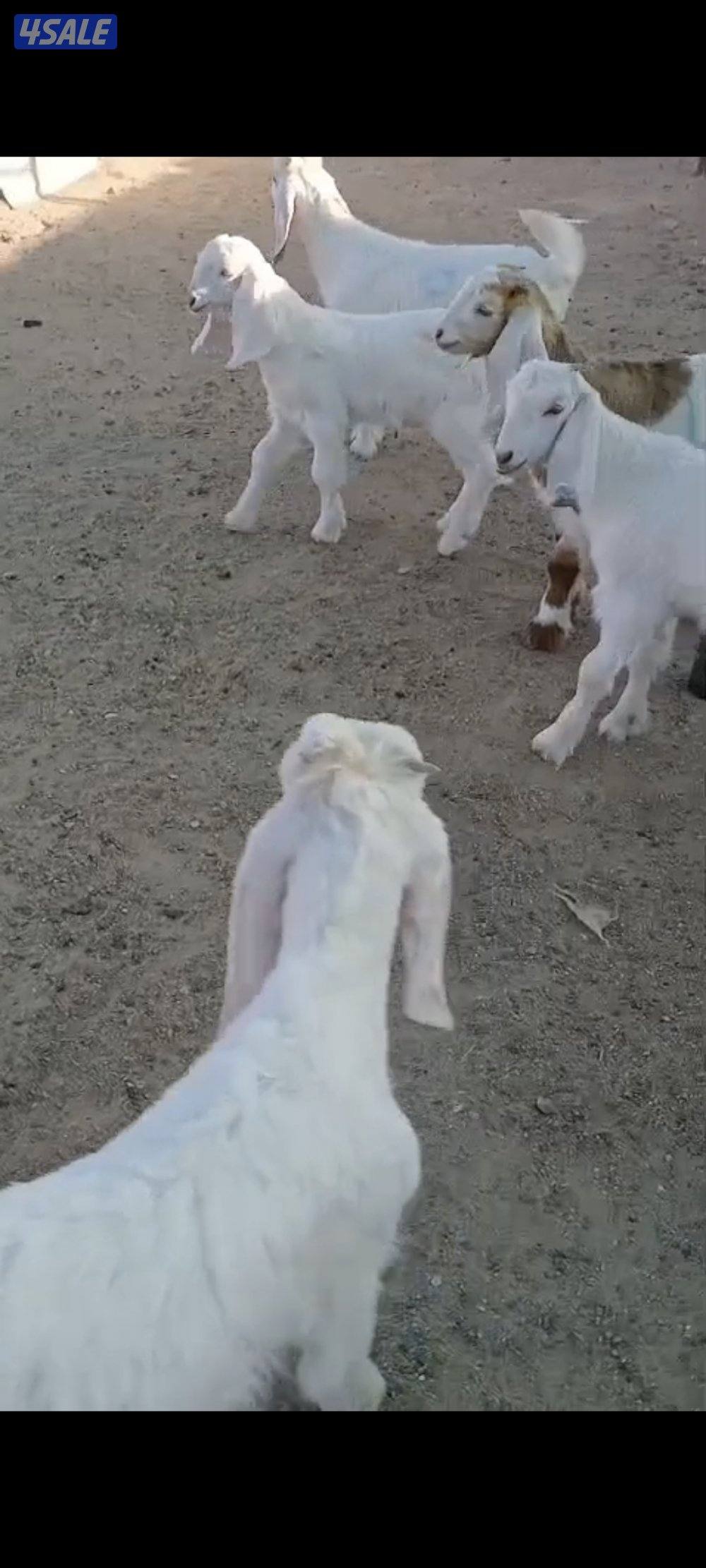 للبيع 6 تيوس منادي0