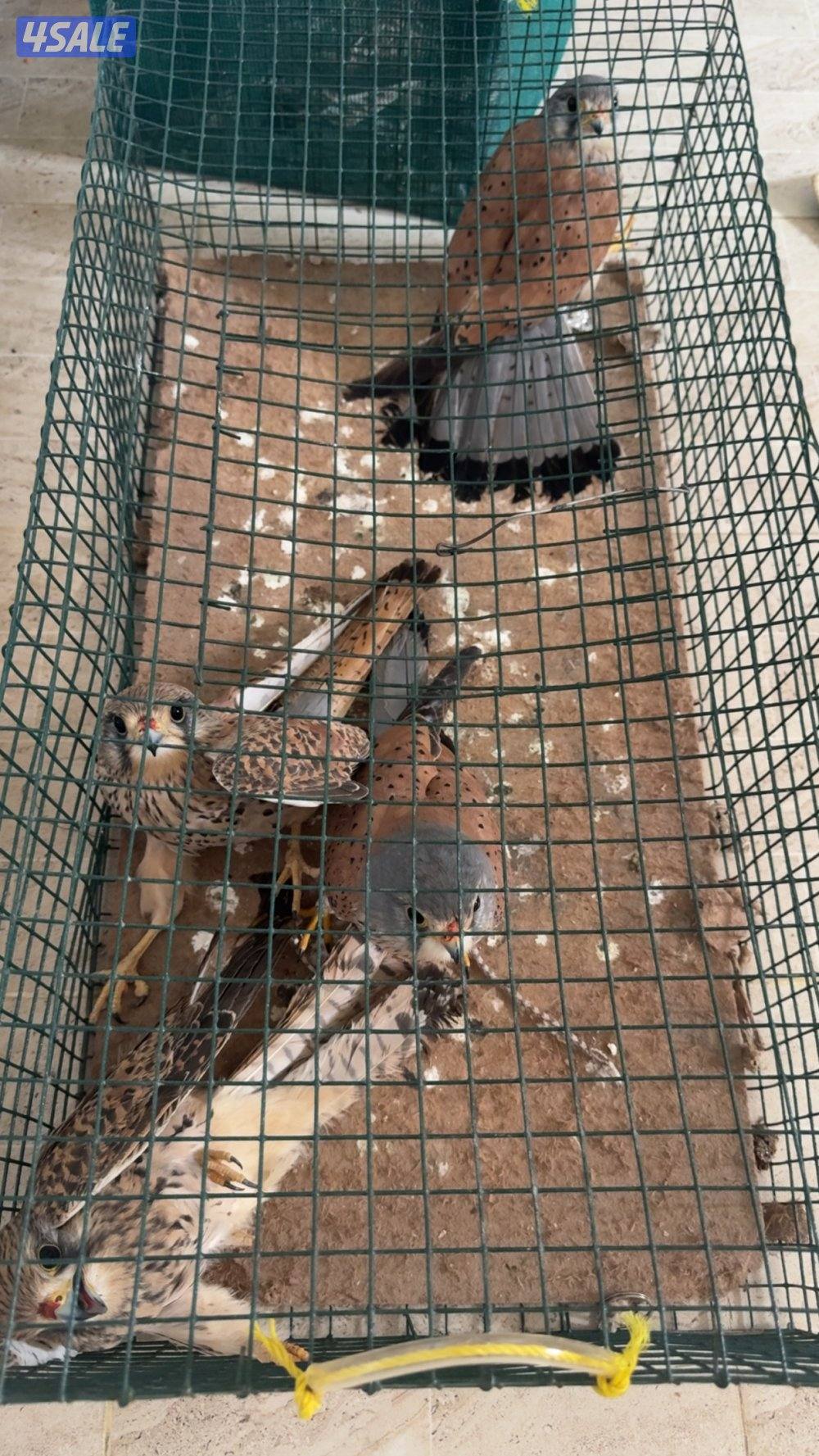 للبيع طيور جارحه صغيره0