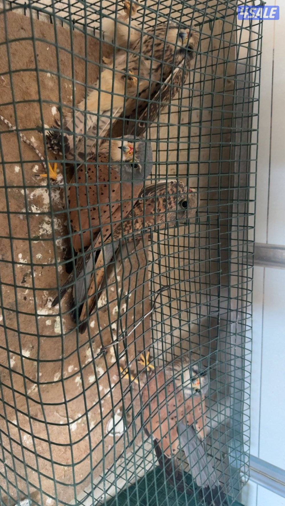 للبيع طيور جارحه صغيره1