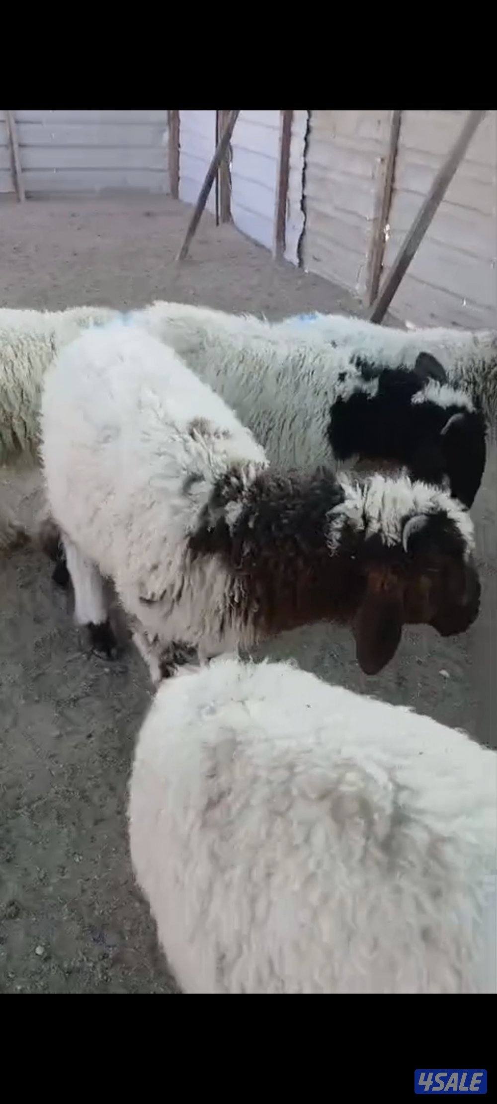 للبيع 6 طليان غوازي0