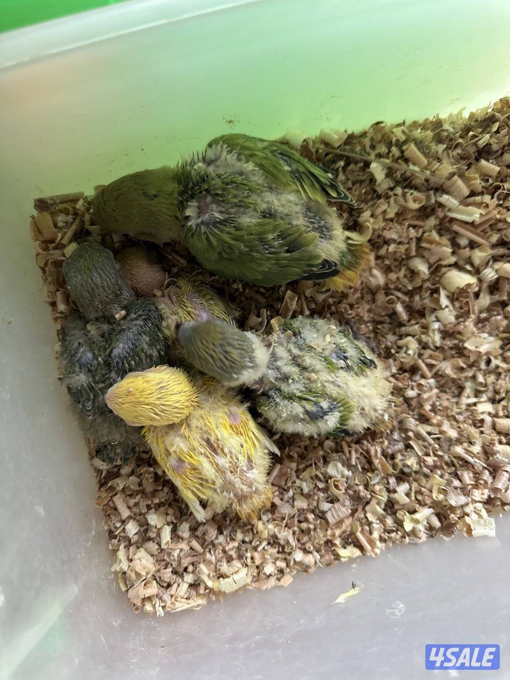 فروخ لوفبيرد عس0