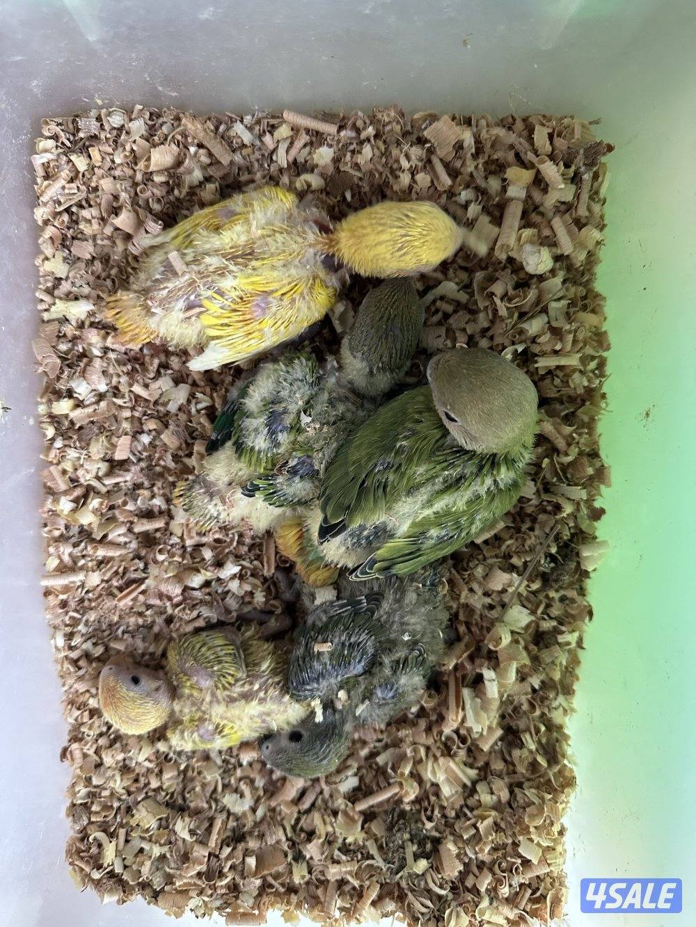 فروخ لوفبيرد عس1