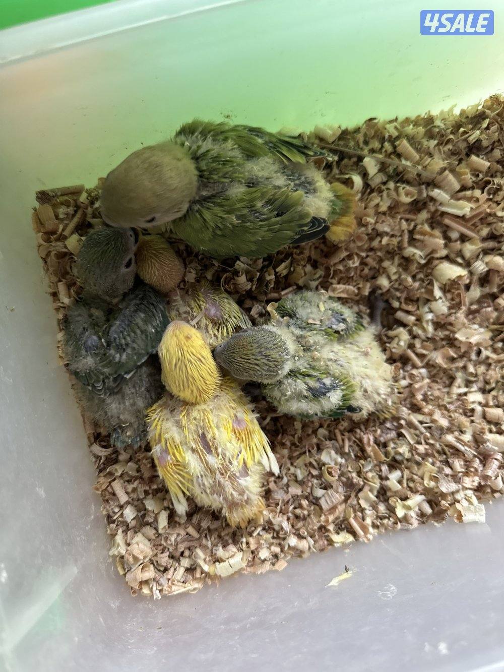 فروخ لوفبيرد عس2