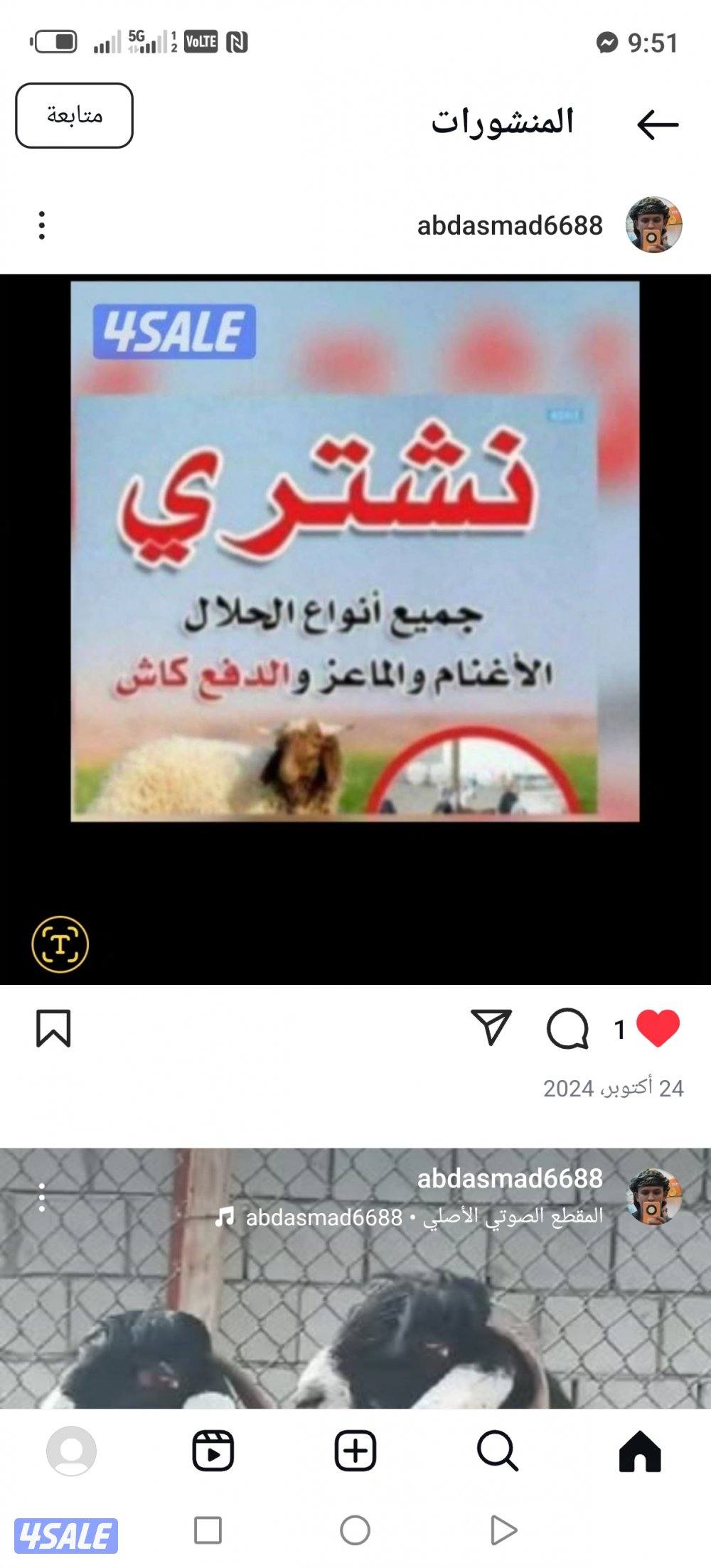 نشتري جميع انواع الحلال غنم معزا طليان0