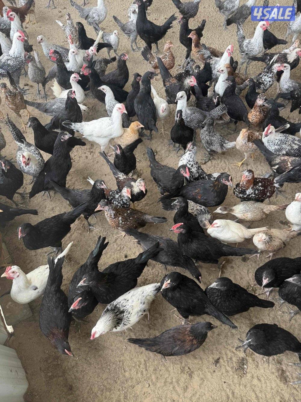 للبيع فروخ دجاج عربي0