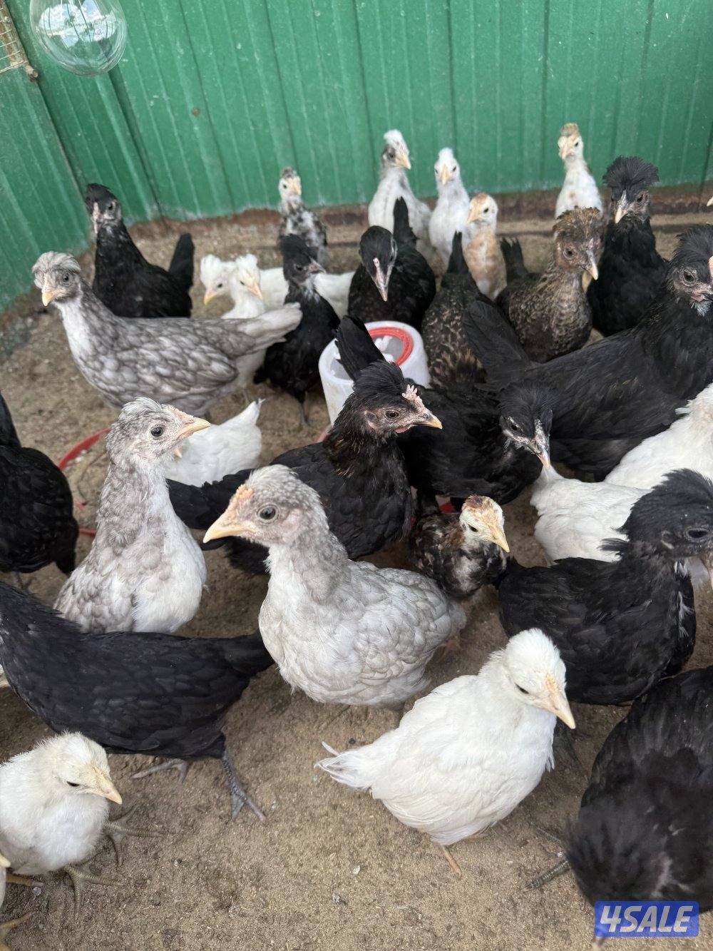 للبيع فروخ دجاج عربي1