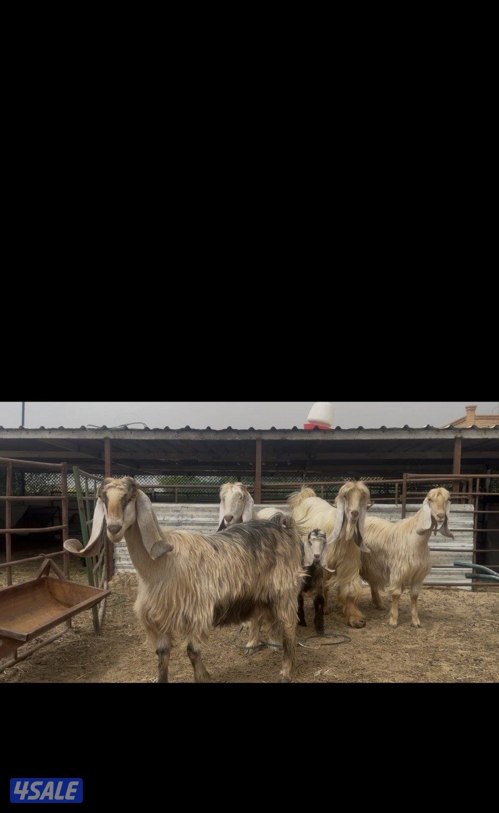 عوارض كريميات العداد 3 سن وديد0