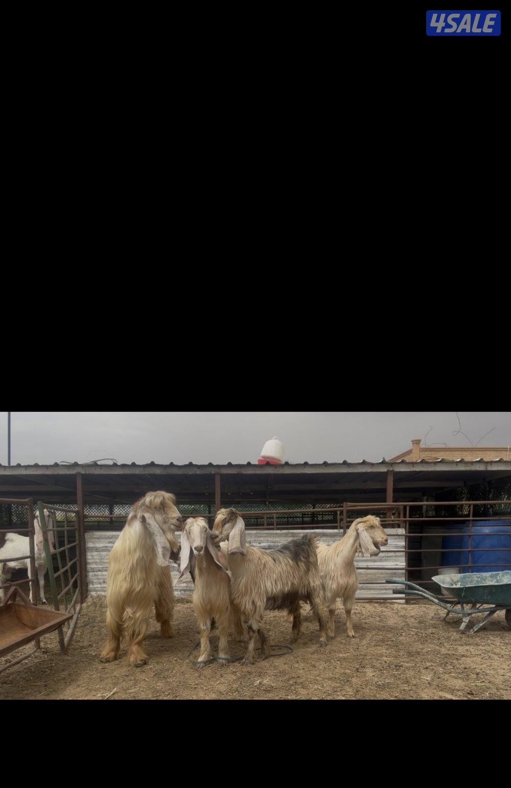 عوارض كريميات العداد 3 سن وديد1