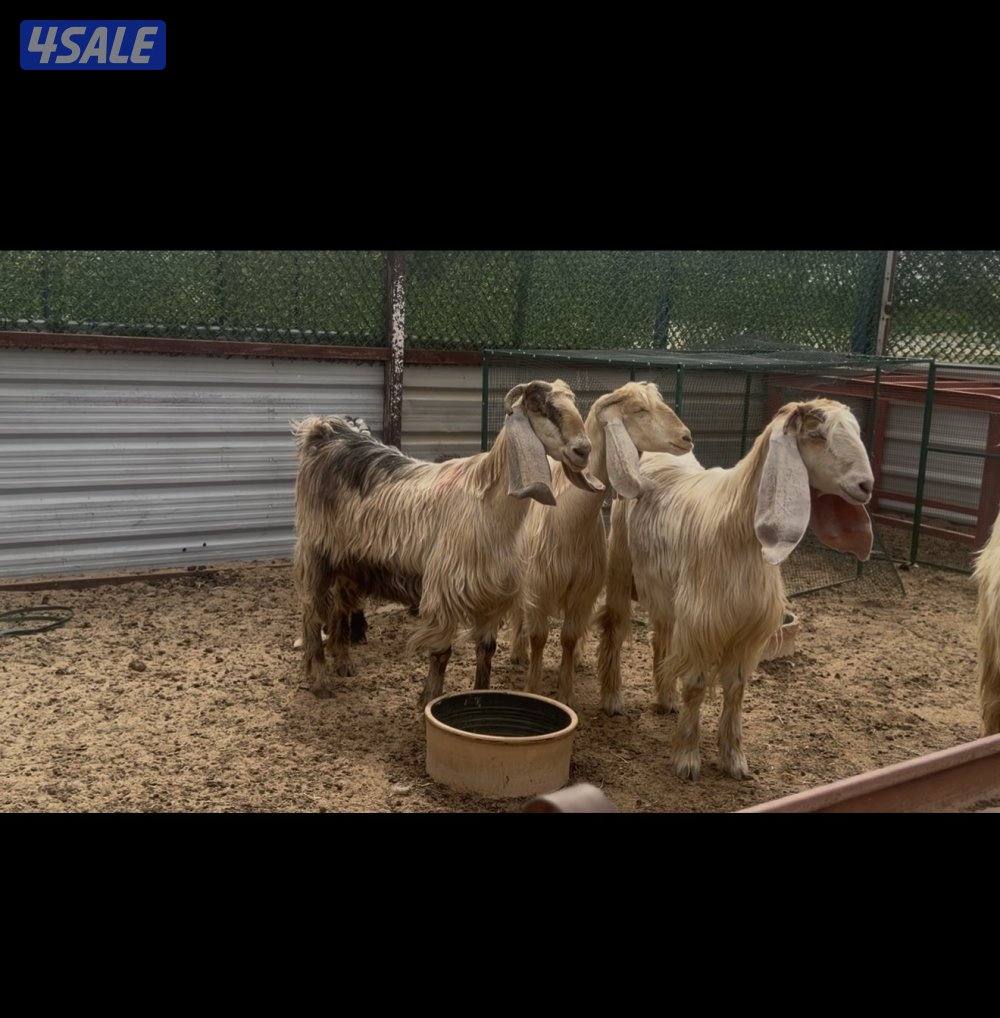 عوارض كريميات العداد 3 سن وديد2