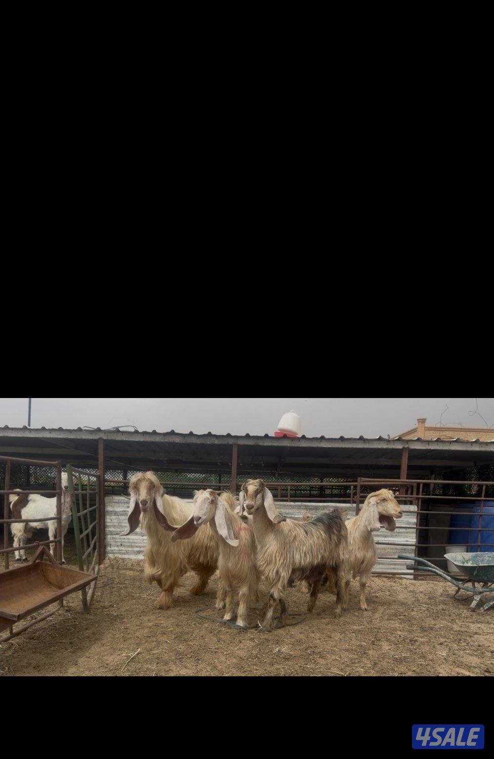 عوارض كريميات العداد 3 سن وديد3