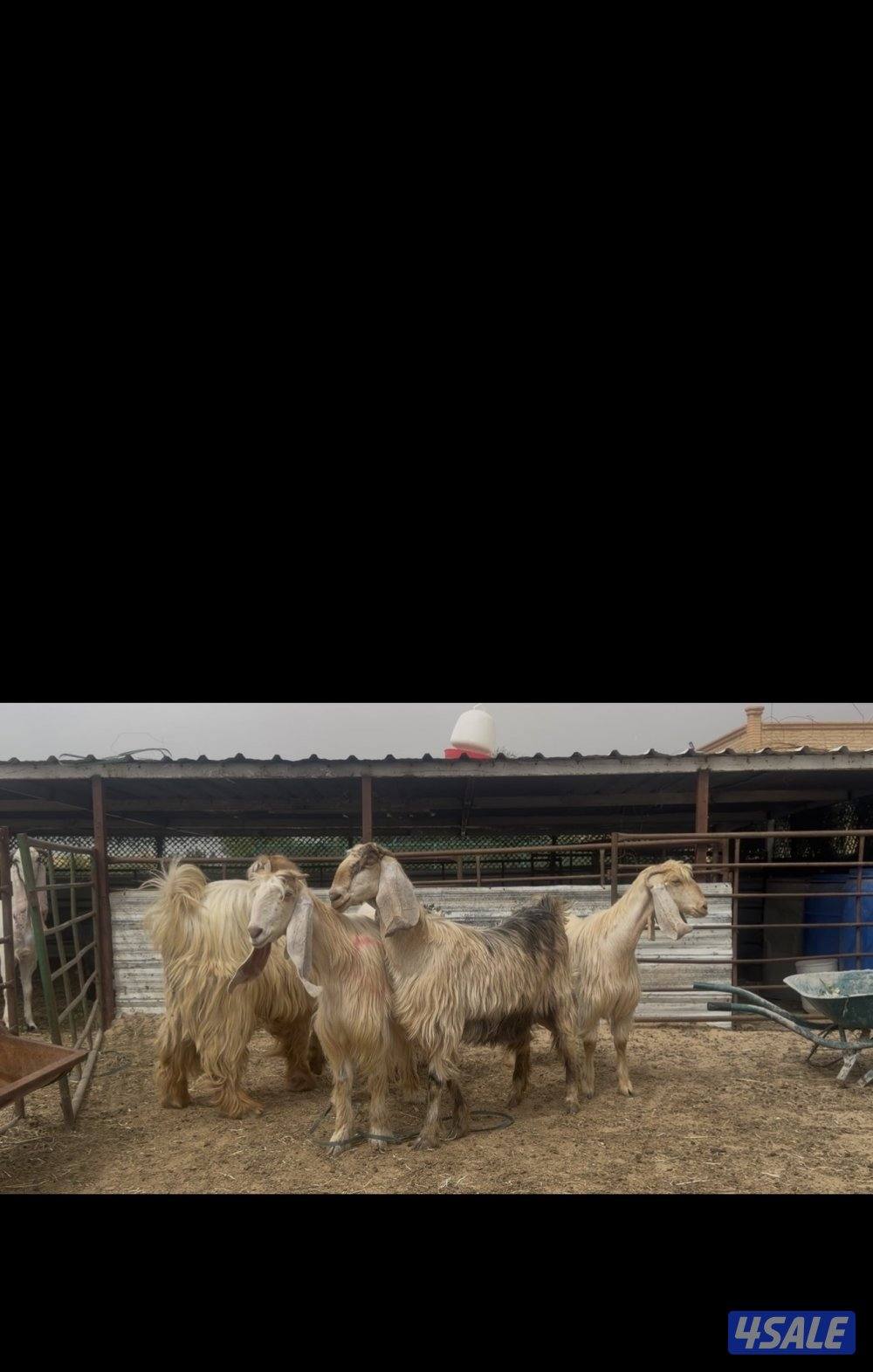 عوارض كريميات العداد 3 سن وديد4