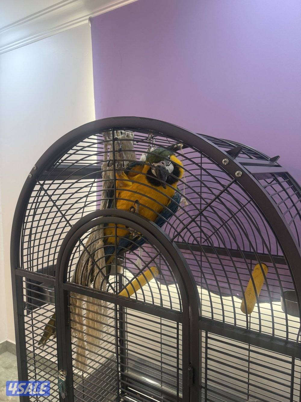 مكاو بلو جولد0