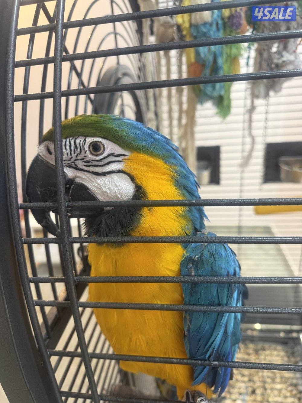 مكاو بلو جولد1