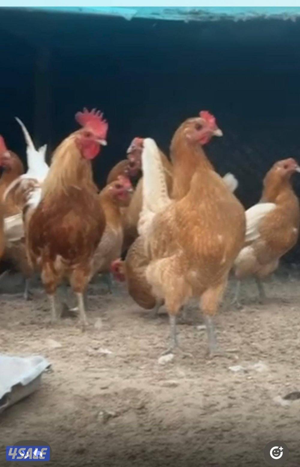 دجاج فيومي اورنج جامبو1