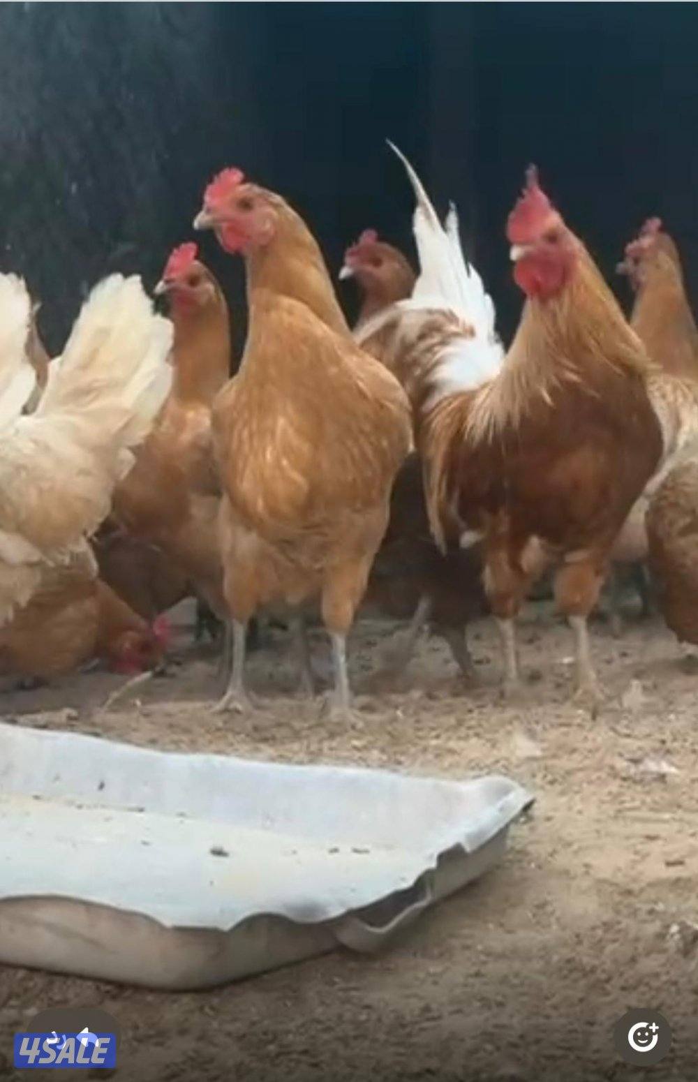 دجاج فيومي اورنج جامبو0