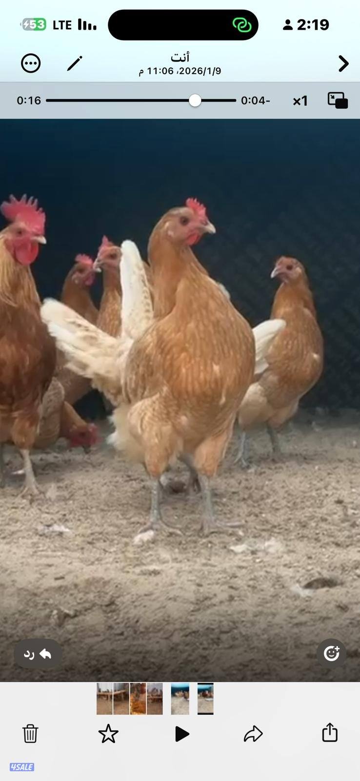 دجاج فيومي اورنج جامبو2