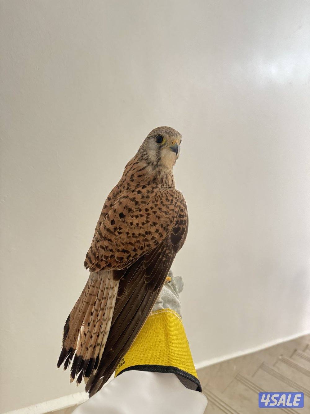 للبيع بأشق0