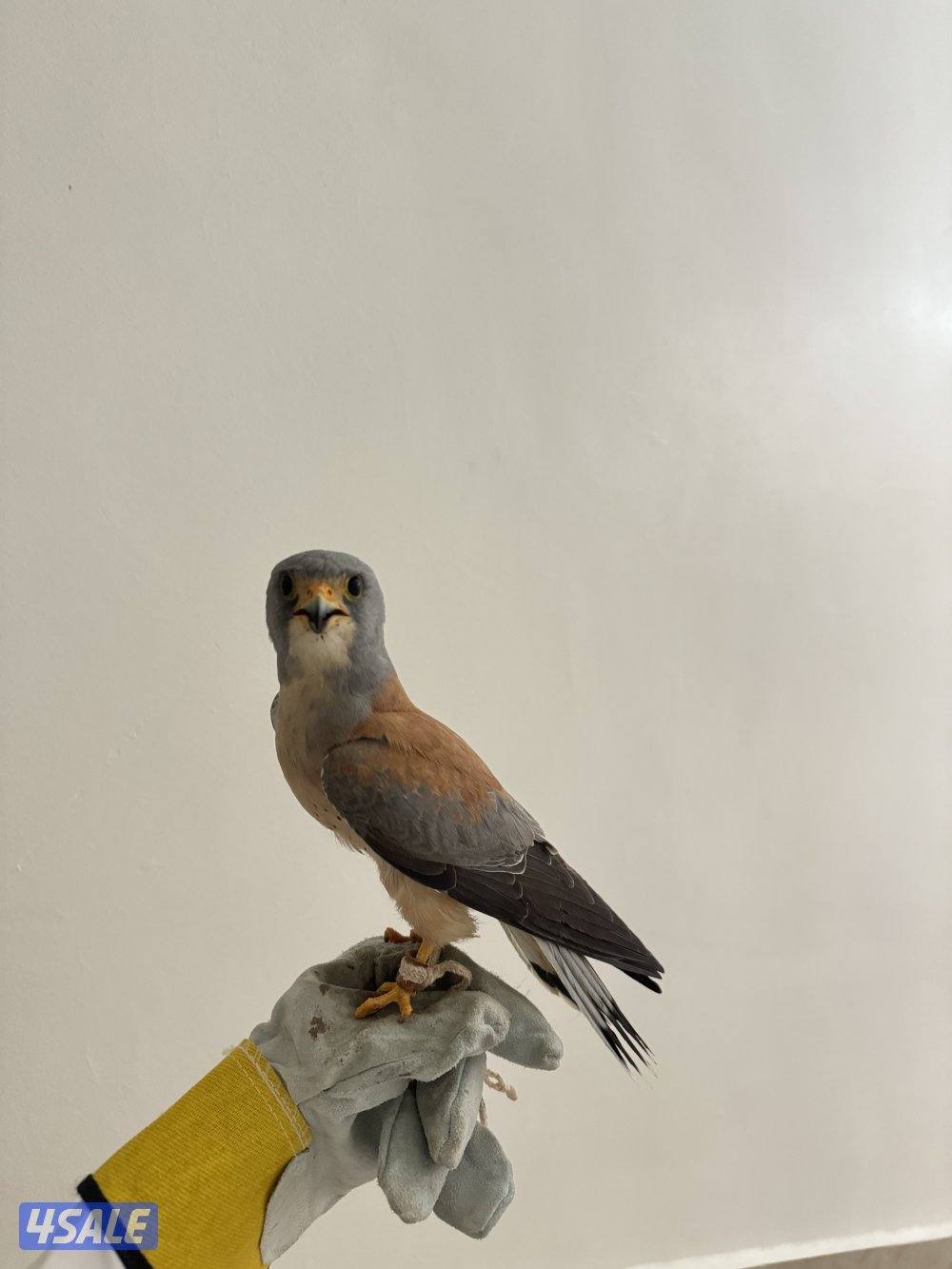 للبيع بأشق1